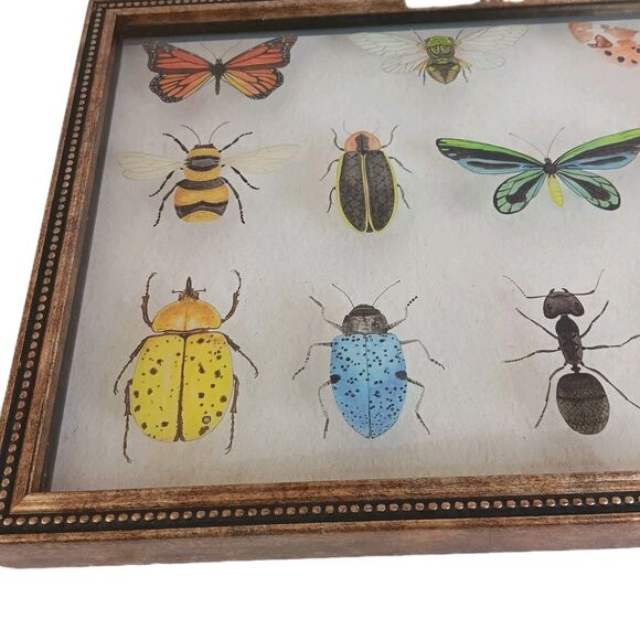 Bug Collection Framed Wall Art Print Butterflies & Insects Kirklands 15" X 11.5" - Picture 4 of 16